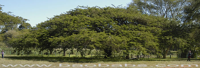 Acacia sieberiana